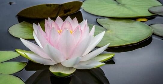 lotus in bloom in spite of difficult conditions