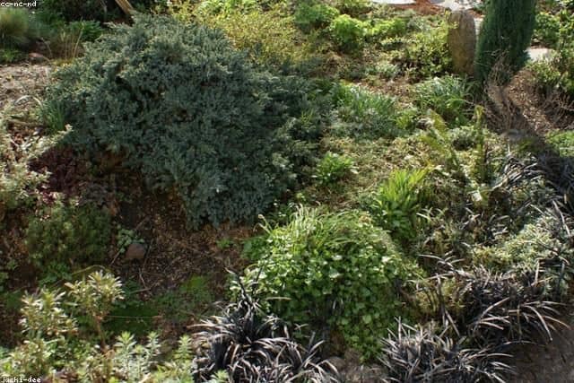 Gardening is a powerful habit for your family for a healthy lifestyle.